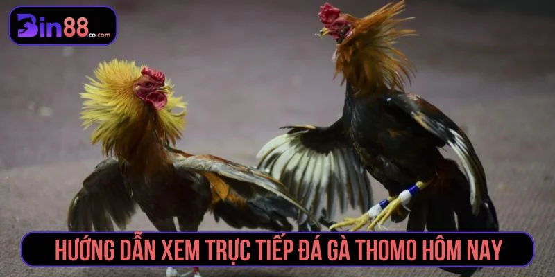 Chi tiết cách xem đá gà trực tiếp tại Bin88