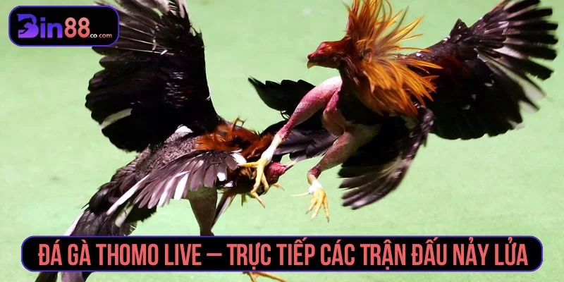 đá gà thomo live