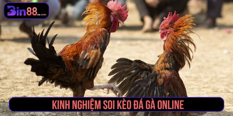 kinh nghiệm soi kèo đá gà
