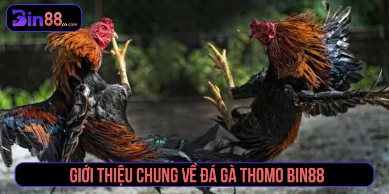Tìm hiểu về trò chơi đá gà Thomo tại Bin88