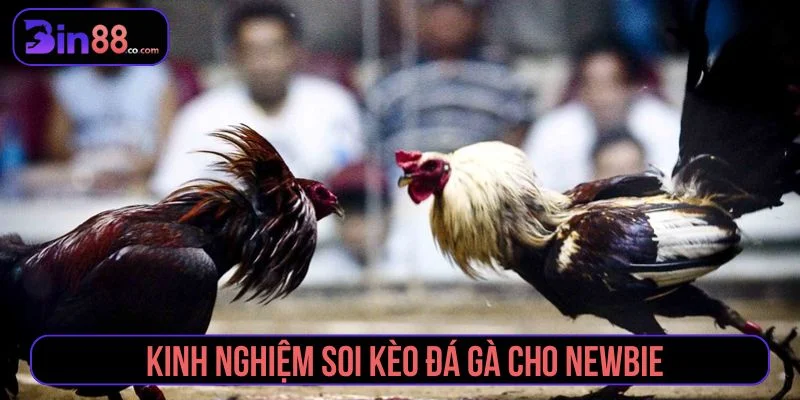 Tổng hợp kinh nghiệm soi kèo đá gà tăng tỷ lệ thắng