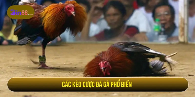 Các kèo cược đá gà phổ biến