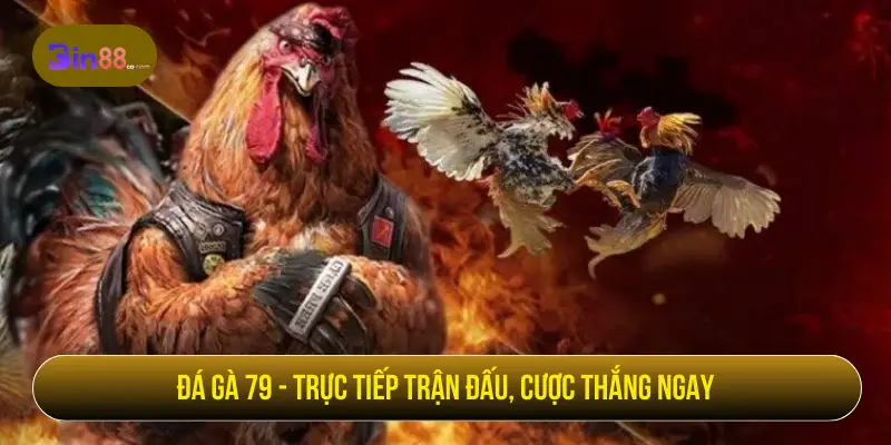 Đá gà 79 - Trực tiếp trận đấu, cược thắng ngay