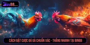 Cách đặt cược đá gà chuẩn xác - thắng nhanh tại BIN88